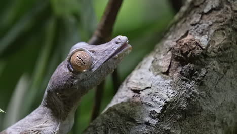 Ein-Wunderschöner-Blattschwanzgecko,-Der-Nach-Einer-Mahlzeit-Putzt---Nahaufnahme