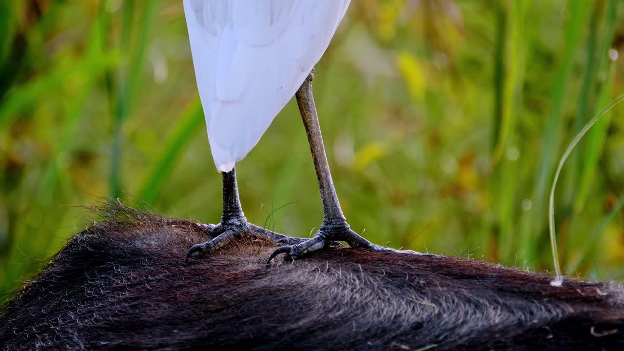 버팔로 뒤에 서 있는 백로의 손톱과 발의 매크로 샷
