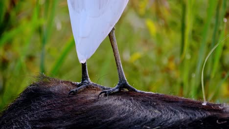 Macro-shot-of-an-egret's-nails-and-feet-standing-on-the-back-of-a-buffalo