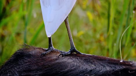 macro shot of an egret's nails and feet standing on the back of a buffalo