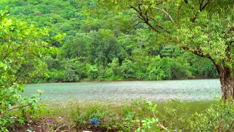 Bosque-Verde-Y-Vista-Panorámica-Del-Río