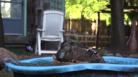 three black ducks washing themselves in a bucket of water and cleaning feathers, video of birds bathing while making love, slow motion ducks playing in the backyard