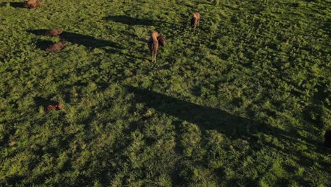 Buffalo-grazing-in-local-Domino-farms,-aerial-drone-view