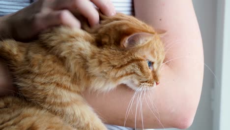 woman stroking cute ginger cat lying in her arms. very fluffy pet purrs closes eyes from pleasure. cozy home