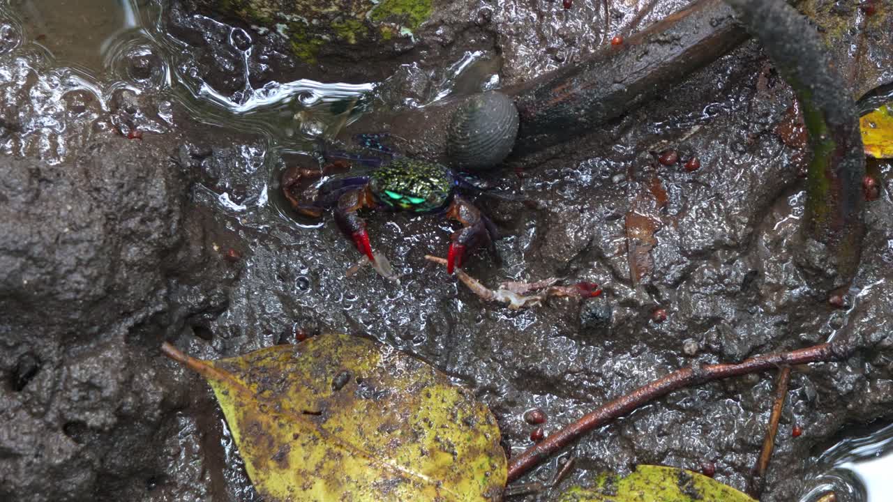 cangrejo de cara anillada visto moviéndose y arrastrando el cuerpo de un cangrejo muerto por las llanuras de barro, limpiando la pierna de un canguito muerto, fotografía de cerca del ecosistema de vida silvestre marina intermareal