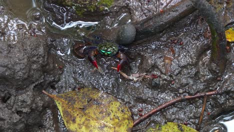 face banded crab spotted moving and dragging a dead crab's body around the mudflats, scavenging on the leg of a dead crab, close up shot of intertidal marine wildlife ecosystem