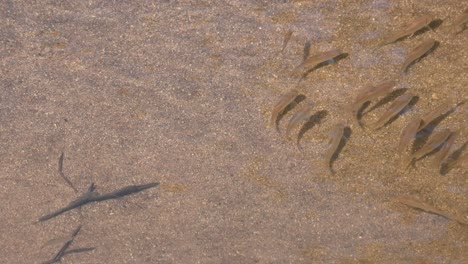 A-school-of-fish-at-a-stream-drifting-with-the-current-from-the-right-side-to-gather-in-a-diagonal-position,-Poropuntius-sp