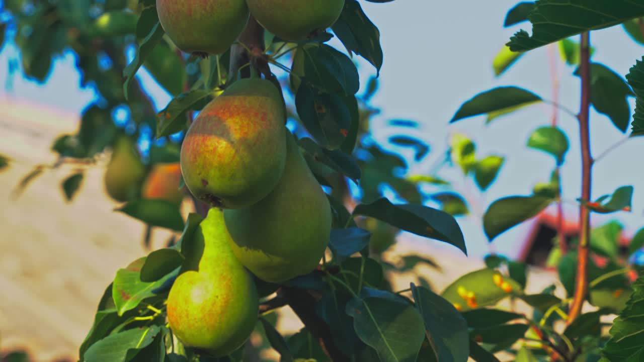 Pears grow on a tree in a garden during sunny weather in summer