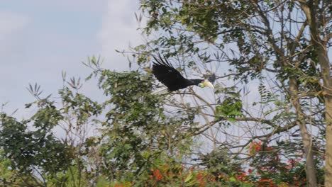 hornbill bird launching from a branch into flight