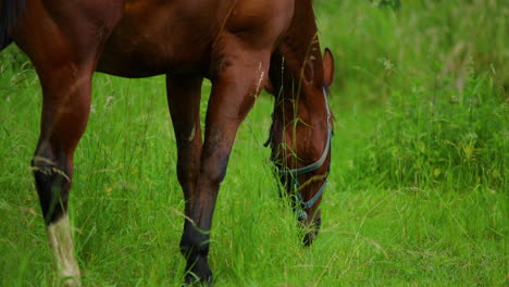 Grazing-brown-horse-on-the-grass-during-a-sunny-day