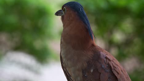 close up portrait shot of a wild malayan night heron, alerted by the people strolling in the ecological park