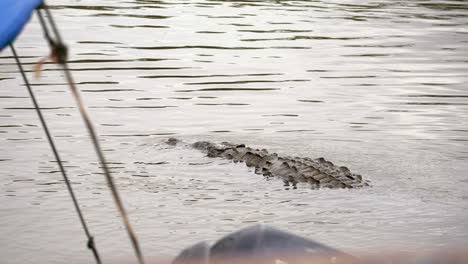 Krokodil-Alligator-Schwimmt-Auf-Flussbach-In-Costa-Rica-Zentralamerika-Touristenattraktion-Vom-Segelboot