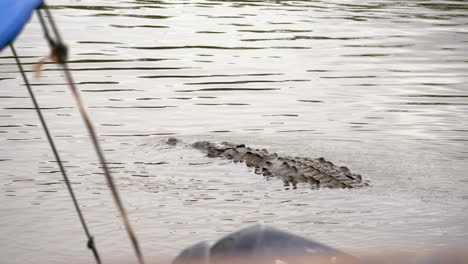 Caimán-Cocodrilo-Flotando-En-La-Corriente-Del-Río-En-Costa-Rica-Centroamérica-Atracción-Turística-Desde-Un-Velero