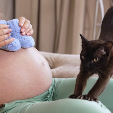 pregnant woman holding pair of cute baby socks on her bare tummy and playing with them. black cat turns to his mistress, steps on her knees and stretches itself closing its eyes. cat steps over the woman's knees and moves forward