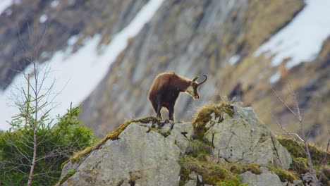 a chamois is standing proud on top of a rock before eating grass