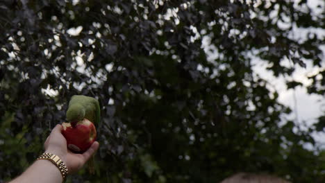 raised hand with apple feeding parakeet bird outdoor. slow motion, wide shot