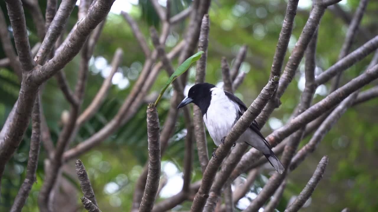 pájaro carnicero de varios colores, cracticus nigrogularis, pájaro cantor nativo de australia encontrado posado en la copa de un árbol en un entorno urbano, cantando canciones melódicas y flautas en el espacio abierto en queensland