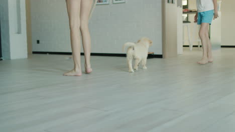 children play with a puppy in the living room. only legs and a puppy are visible in the frame, which is trying to catch the rope.