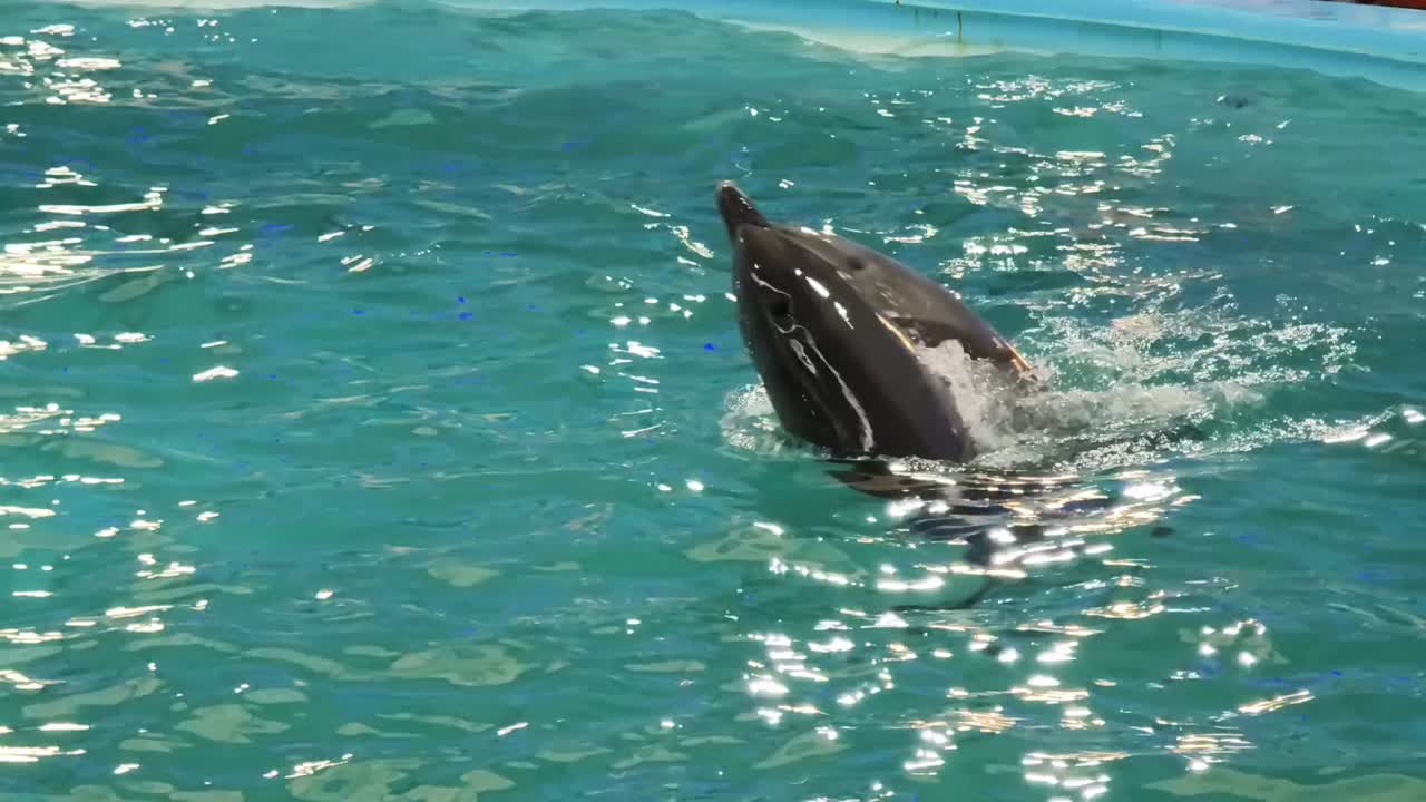 delfín en una piscina