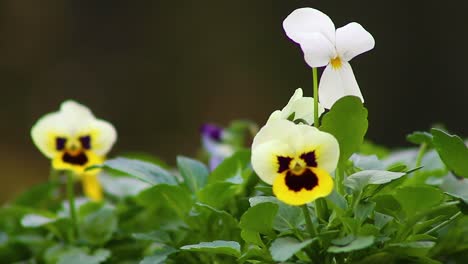 winter pansies waiting to be planted ready to brighten the coming winter months