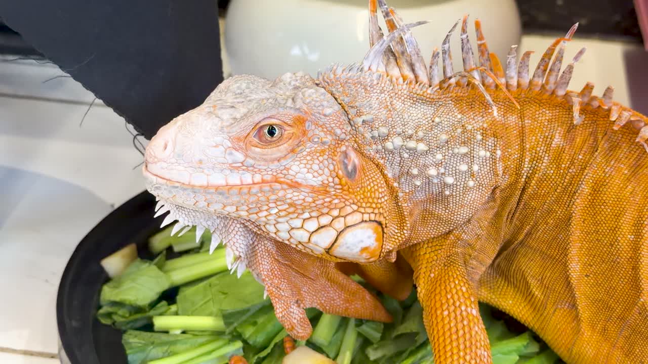 Un'iguana arancione vivace mangia verdure fresche di colore verde da una ciotola in un ambiente luminoso