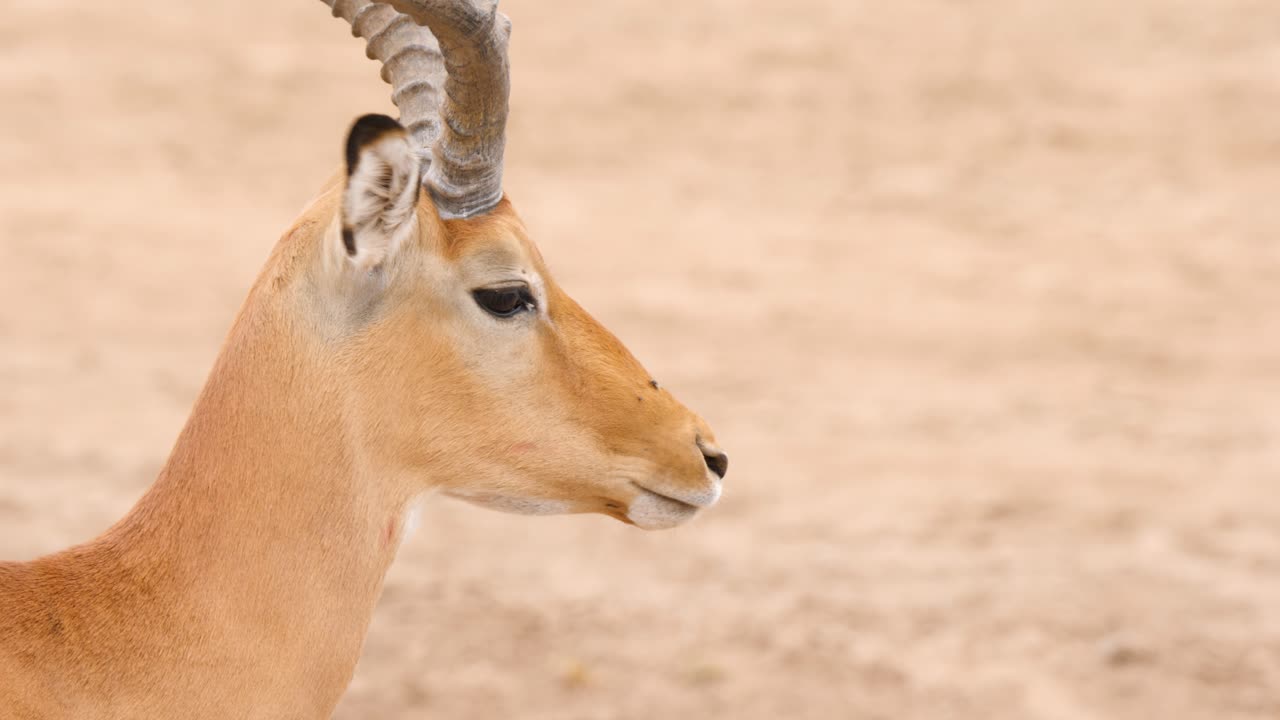 Male Impala Antelope closeup , sitting on the ground