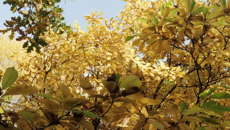 Slow-motion-shot-of-autumn-leaves-falling