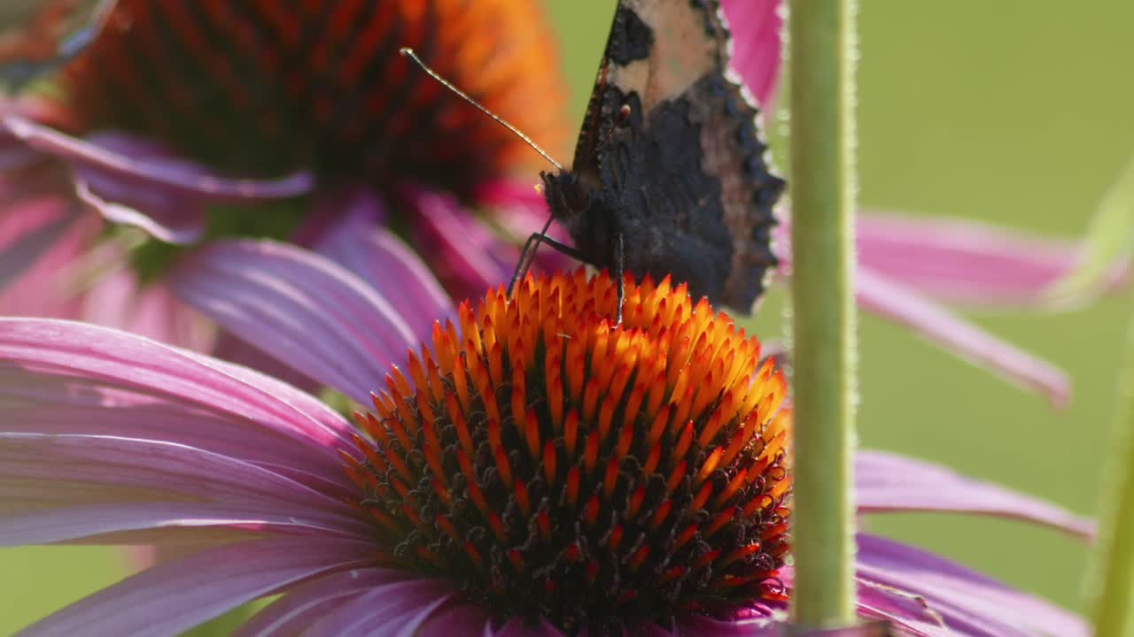 una sola mariposa de concha de tortuga pequeña se sienta en una flor cónica naranja a la luz del sol