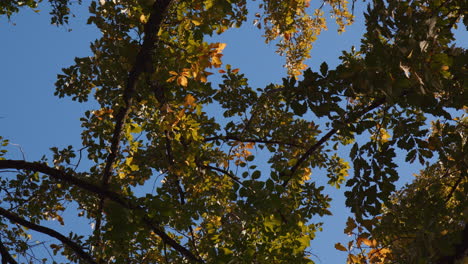 Ramas-Y-Hojas-De-Los-árboles-En-La-Mañana-Dorada-Y-Soleada-En-La-Temporada-De-Otoño,-Cielo-Azul-En-El-Fondo,-Vista-De-ángulo-Bajo