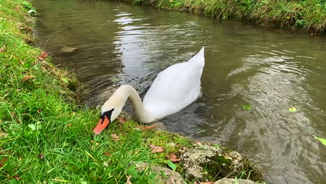 un solo cisne blanco con una selección de naranja y comiendo hierba al lado del agua clara que fluye en el río.