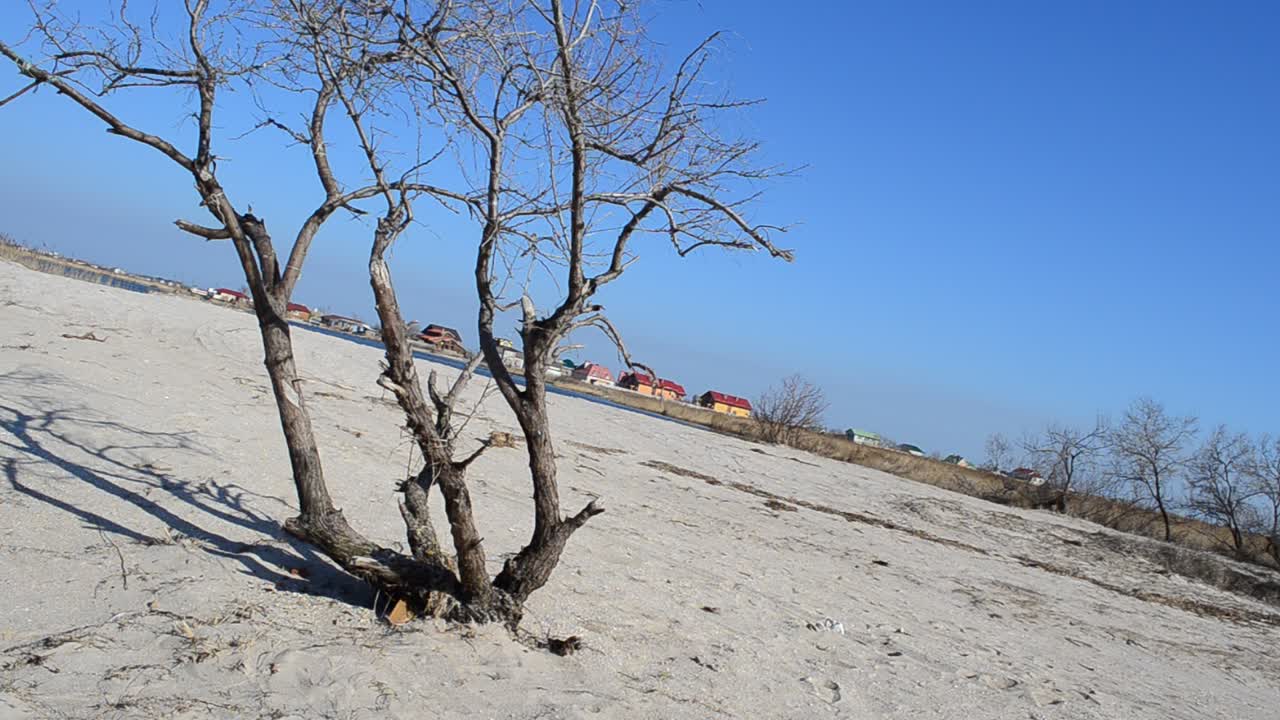 Boom tegen de lucht. Opname in de lente