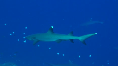 white tip reef shark passing in the blue ocean, wide angle full body shot.