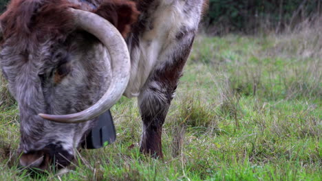 A-slow-motion-shot-of-a-herd-of-Longhorn-Cows-with-bell-shaped-GPS-location-devices-around-their-necks-roaming-freely-and-grazing-in-a-field