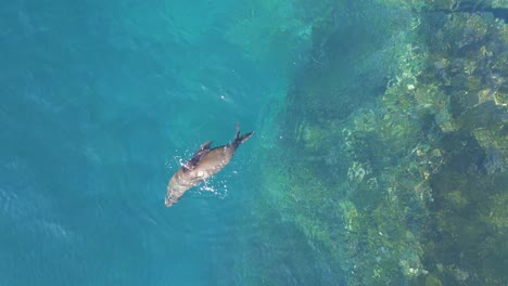 Playful-seals-spinning-and-swimming-in-the-crystal-clear-water-surface-enjoying-the-nature,-at-Sydney-Australia-on-a-sunny-day