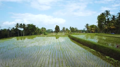 disparo de un dron volando hacia atrás a través de una villa de vacaciones sobre unos arrozales en bali, indonesia