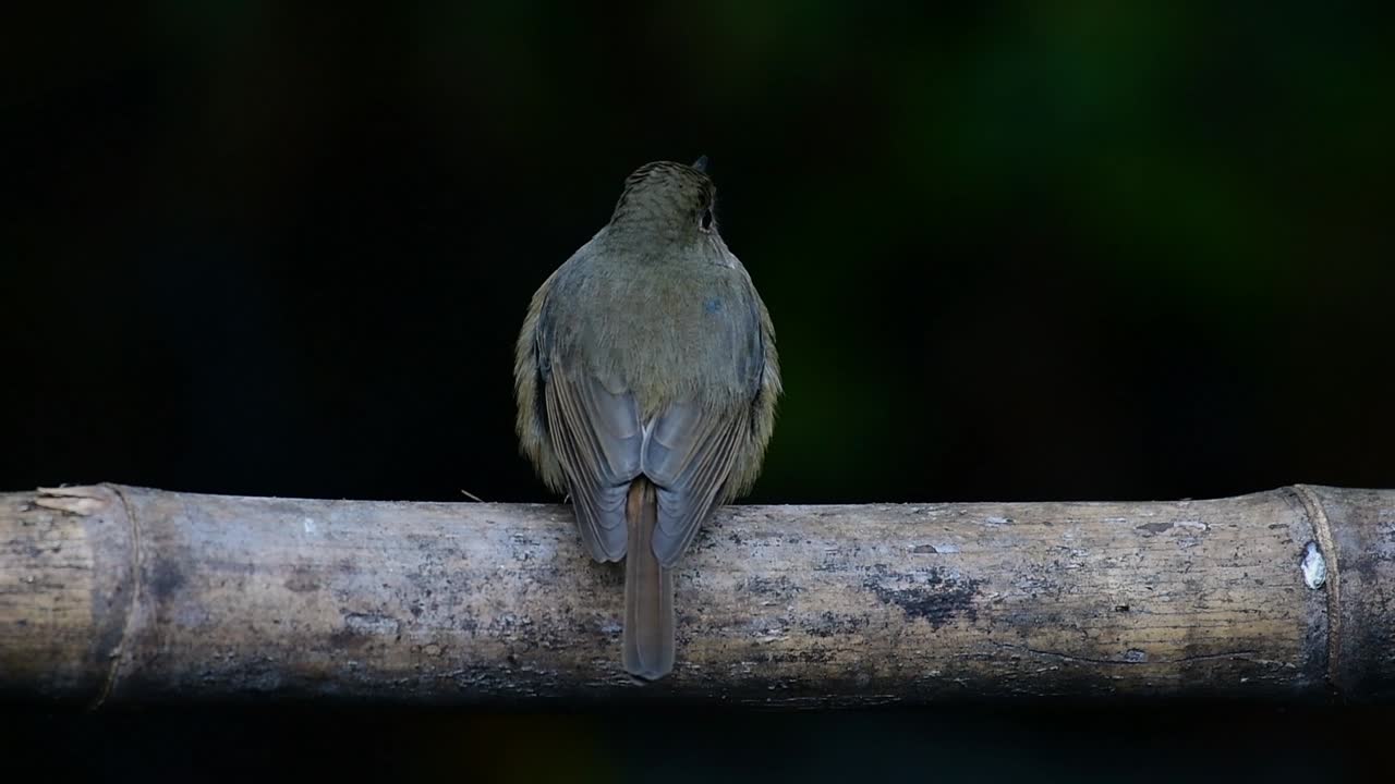 Hill Blue Flycatcher Perched on a Bamboo, Cyornis whitei