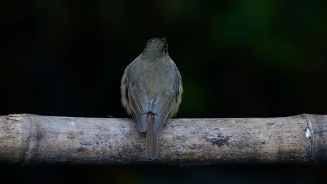 papamoscas azul de la colina posado en un bambú, cyornis whitei