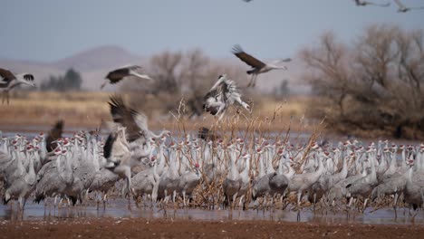 Tiro-A-Cámara-Lenta-De-Bandada-De-Pájaros-Volando-Y-De-Pie-En-El-Agua-Con-Tiro-Panorámico