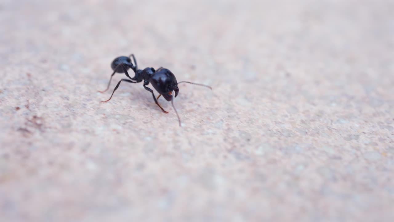Close up of ants moving on the ground