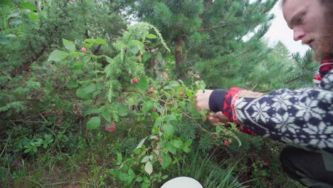hombre barbudo recogiendo frambuesa roja salvaje fresca en el jardín