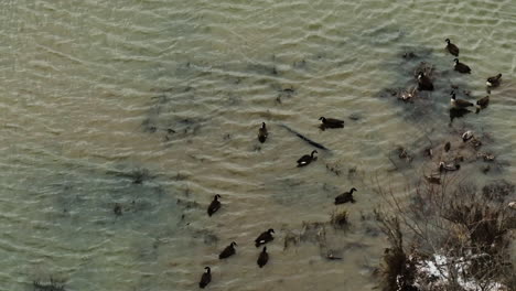 Patos-En-El-Pantano-Cerca-Del-Lago-Sequoyah-En-Invierno