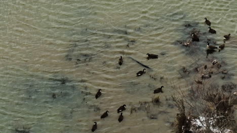 ducks on swamp near lake sequoyah in winter