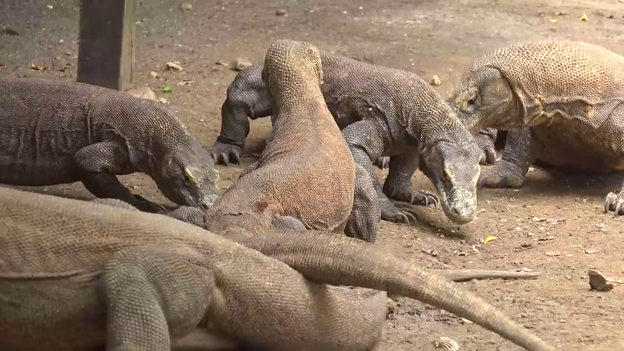 muchos dragones están interactuando entre sí