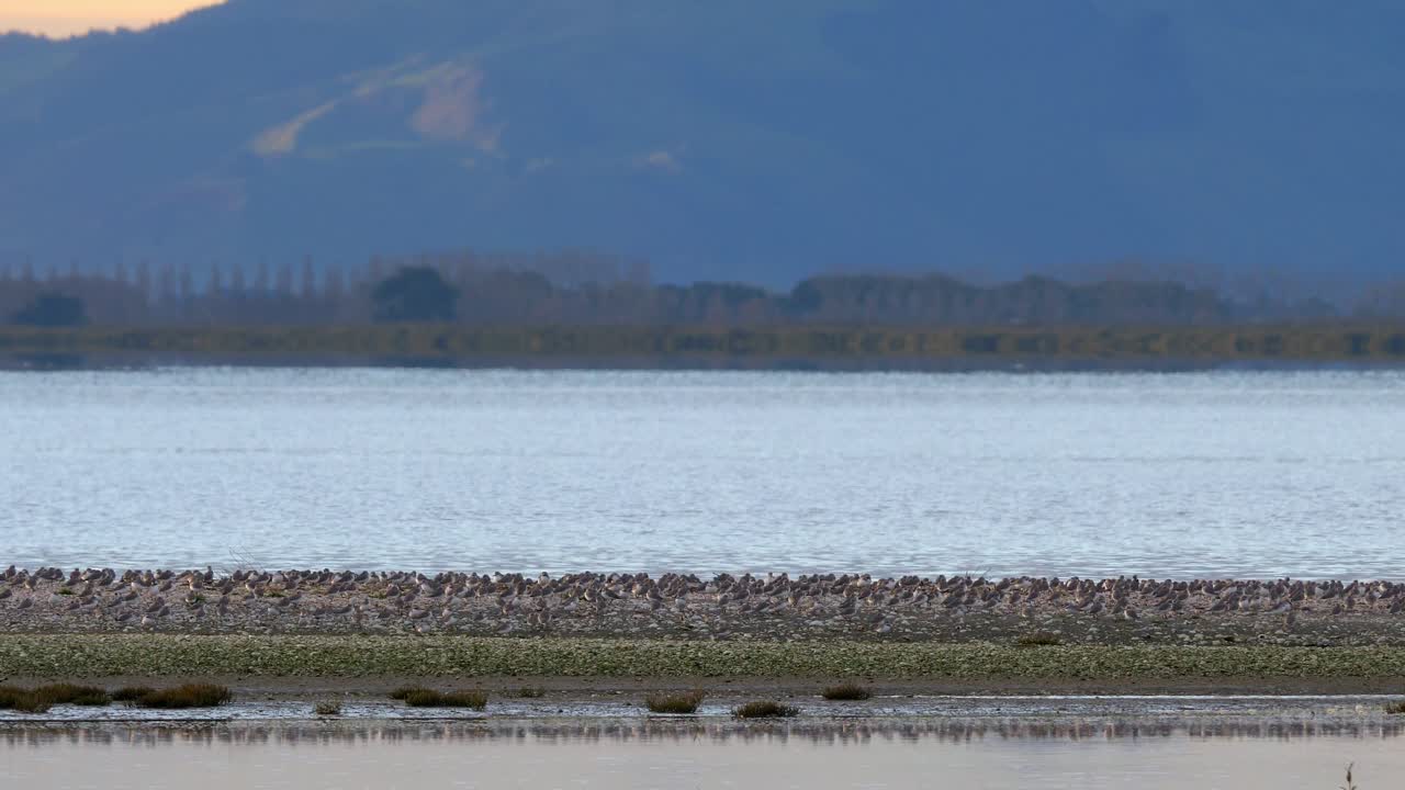 템즈 만의 바다 옆 자갈에 있는 리빌 새 무리, 롱샷
