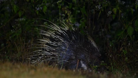 malayan porcupine feeding at the edge of the forest in the middle of the night