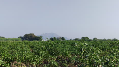 Chiles-Verdes-En-Un-Campo-Indio