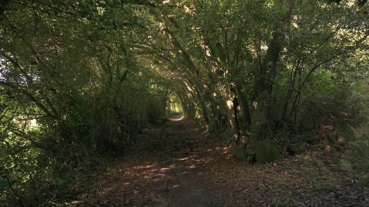 Trail Through Jungle Trees In Tropical Natures Near Sisalde in Arteixo, Galicia Spain. Pullback Shot
