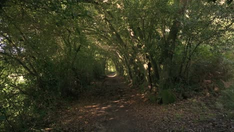 trail through jungle trees in tropical natures near sisalde in arteixo, galicia spain. pullback shot