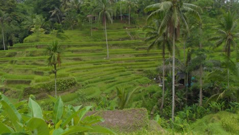 famous tegallalang rice terraces in bali, indonesia