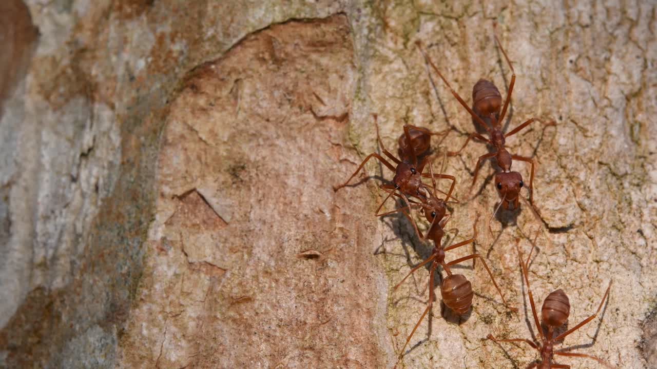 hormigas tejedoras, oecophylla, parque nacional kaeng krachan, tailandia, material de archivo 4k